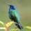 colibri Avatar
